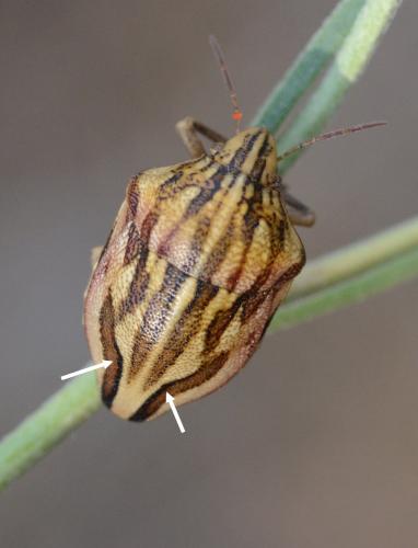 Odontotarsus purpureolineatus